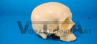 Skull, no holder, hollow